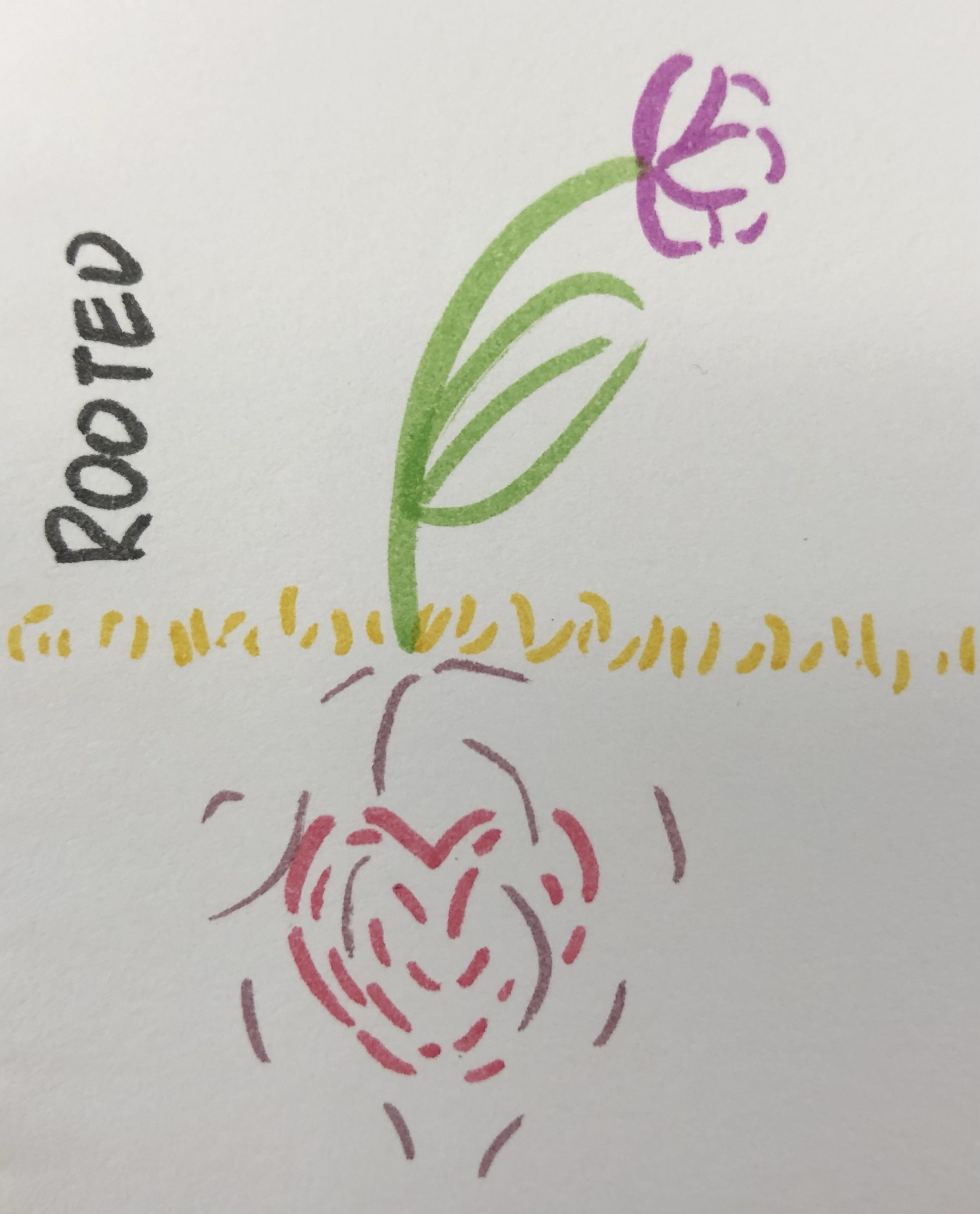 a small marker sketch of a flower growing on short yellow grass with the roots going underground to wrap around a cartoon heart, on the side of the drawing it says 'rooted' in all caps